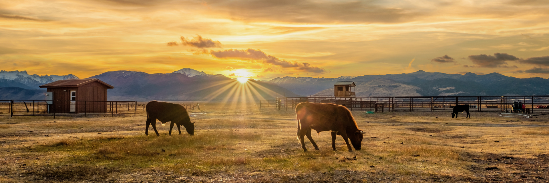 Imagen representativa de un campo con vacas